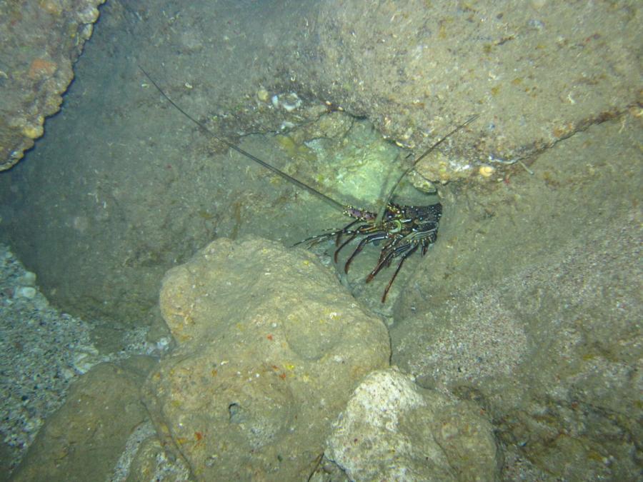 Hedo point - Typical marine life at Hedo