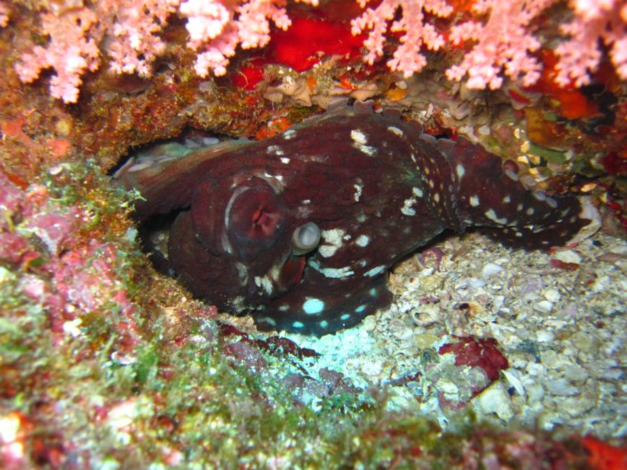 Hedo point - Typical marine life at Hedo