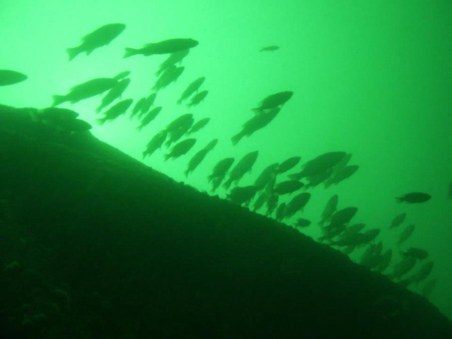 Kinghorn aka King Horn - Fish on the King Horn