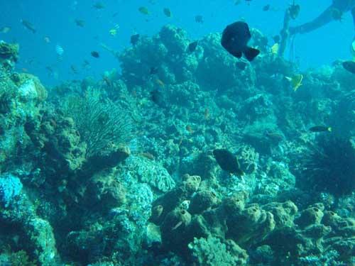 USAT Liberty - USAT Liberty Wreck @ Tulamben, Bali - Taken with Olympus 795SW