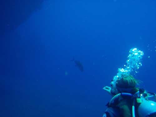 USAT Liberty - USAT Liberty Wreck @ Tulamben, Bali - Taken with Olympus 795SW