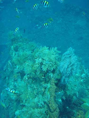 USAT Liberty - USAT Liberty Wreck @ Tulamben, Bali - Taken with Olympus 795SW