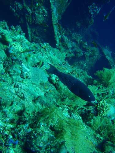 USAT Liberty - USAT Liberty Wreck @ Tulamben, Bali - Taken with Olympus 795SW