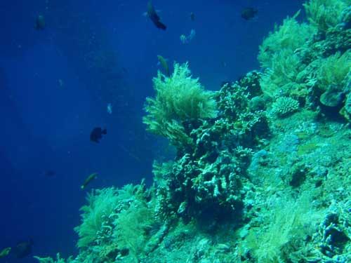 USAT Liberty - USAT Liberty Wreck @ Tulamben, Bali - Taken with Olympus 795SW