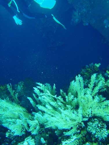 USAT Liberty - USAT Liberty Wreck @ Tulamben, Bali - Taken with Olympus 795SW