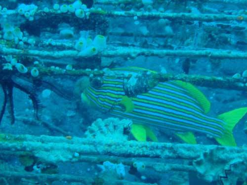 USAT Liberty - USAT Liberty Wreck @ Tulamben, Bali - Taken with Olympus 795SW