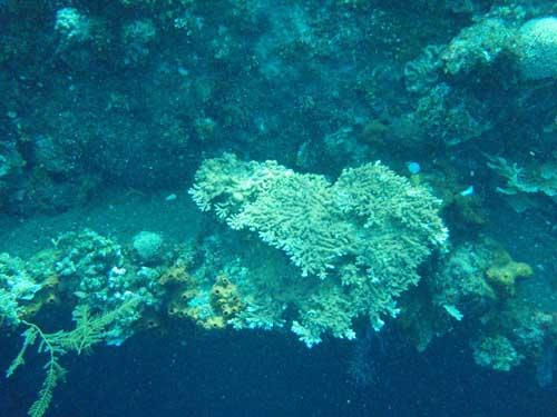 USAT Liberty - USAT Liberty Wreck @ Tulamben, Bali - Taken with Olympus 795SW