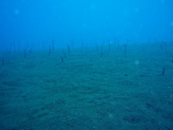 USAT Liberty - Garden eels