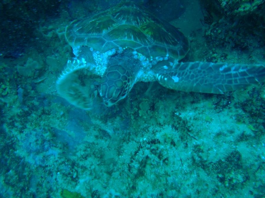Forster - Sea Turtle