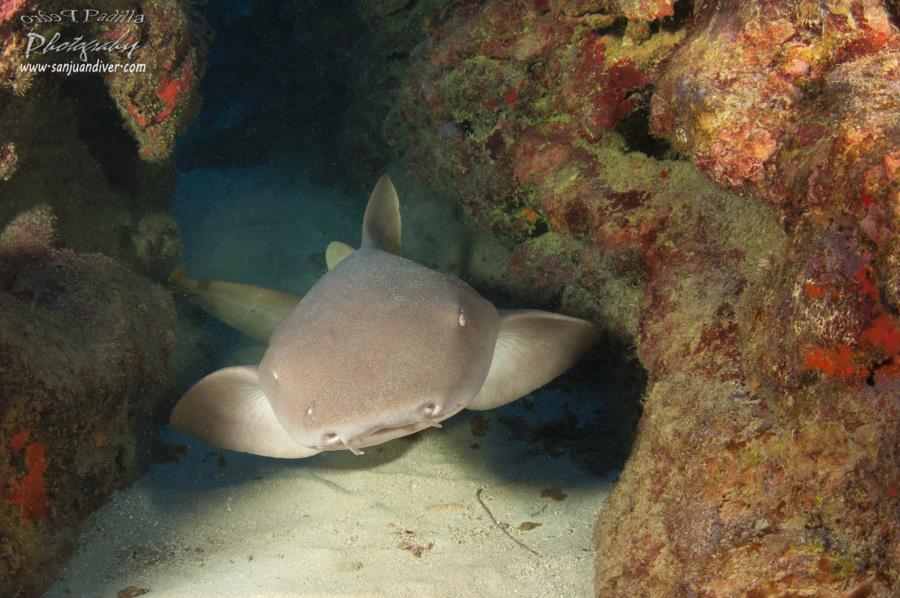 Efra - Nurse Shark