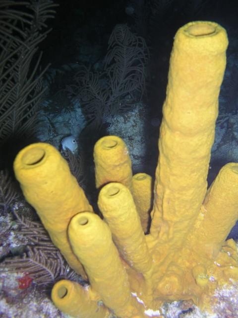The Aquarium - Tube sponges on the night dive