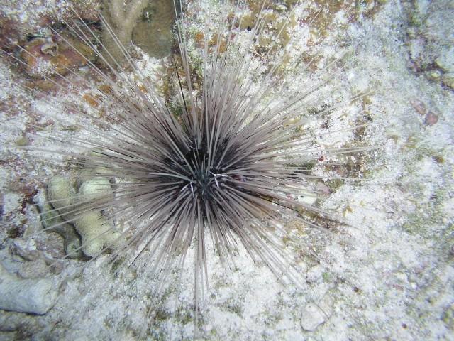 The Aquarium - White urchin