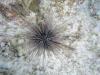 White urchin