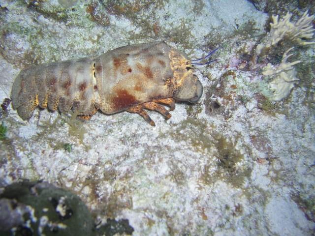 The Aquarium - Slipper lobster