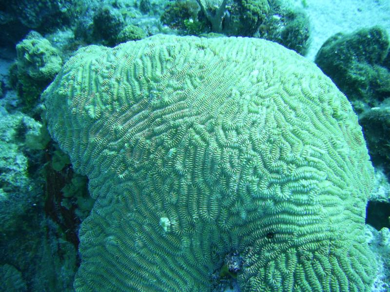 Villa Blanco Reef - Large Brain Coral