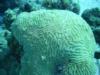 Large Brain Coral