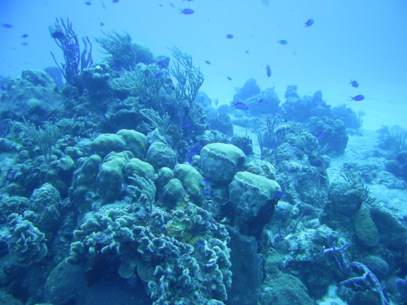 Villa Blanco Reef - Reef