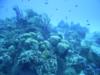 Villa Blanco Reef - Reef