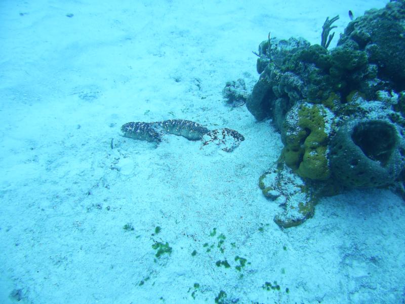 Villa Blanco Reef - Sea Cucumber crawling across sand