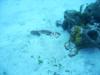 Sea Cucumber crawling across sand