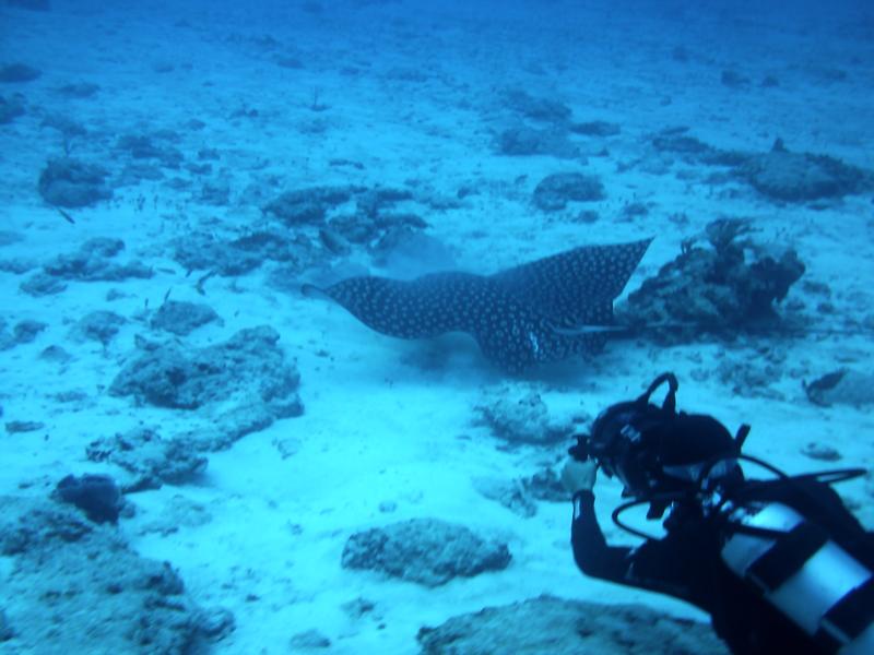 Villa Blanco Reef - Spotted Eagle Ray, One of God’s Awesome Creations