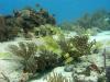 Coral and fish at Paradise Reef