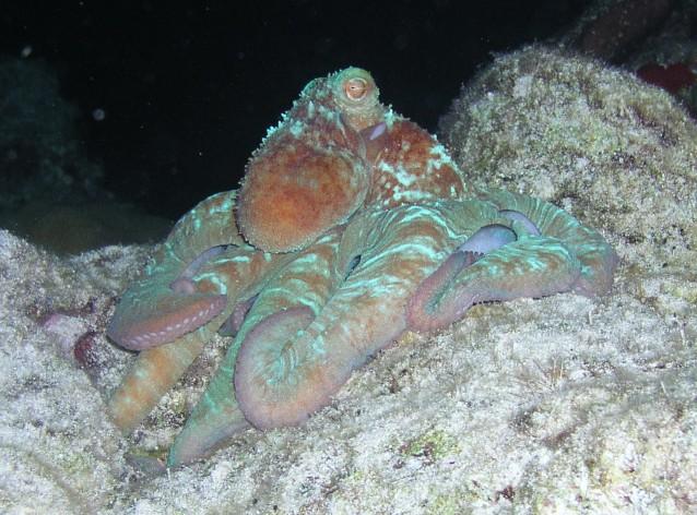 Villa Blanco Reef - Night dive on Paradise reef 2007