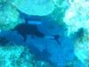 Mayaguana - Diver in a swim thru