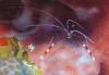 Mayaguana - Cleaner shrimp