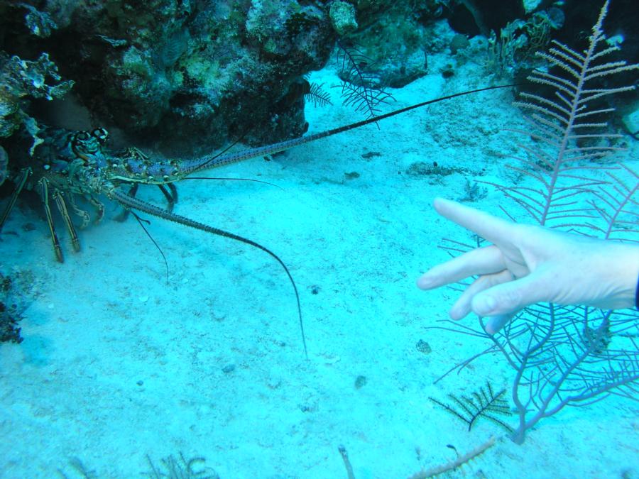 Mayaguana - Lobster for dinner anyone?