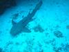 Mayaguana - Nurse shark resting in a sand chute
