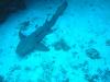 Nurse shark resting in a sand chute - LatitudeAdjustment