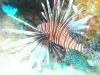 Mayaguana - Too many Lionfish on the reefs :(