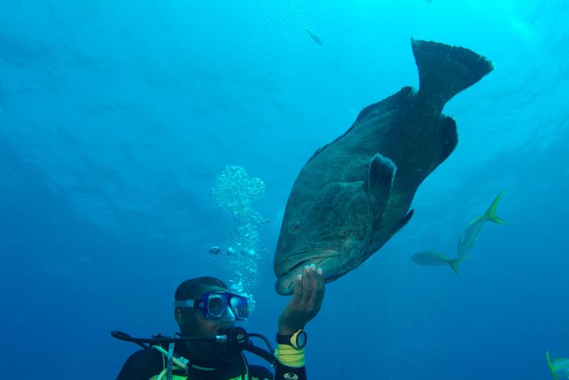 Pillar Coral - black grouper