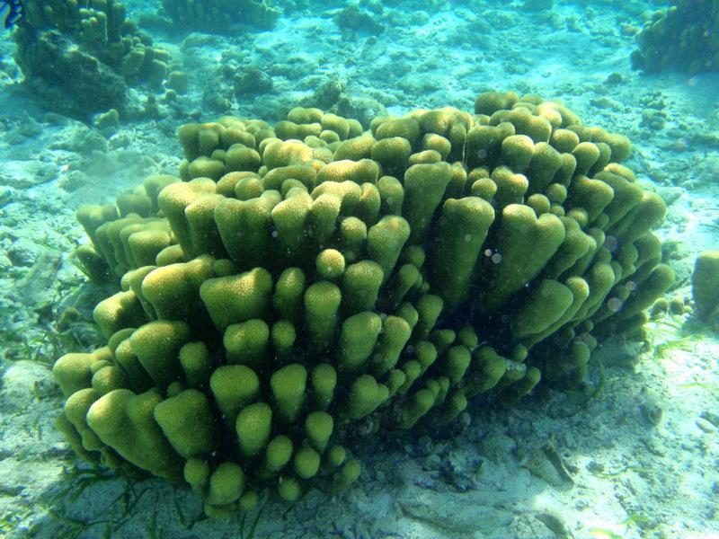 Pillar Coral - Pillar Coral, Belize