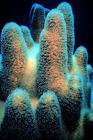 Pillar Coral - Pillar Coral, Belize