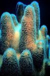 Pillar Coral, Belize