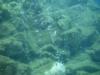 Bubbles and rocky bottom structure at Champagne Reef in Dominica