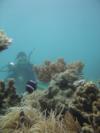 Luncheon Bay, Hook Island - Australia