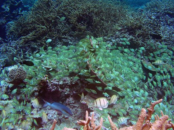 Tortugonias Reef, Palmyra Atoll - Manini at Tortugonias