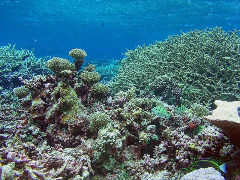 Tortugonias Reef, Palmyra Atoll - coral wonderland
