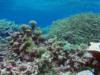 Tortugonias Reef, Palmyra Atoll - coral wonderland