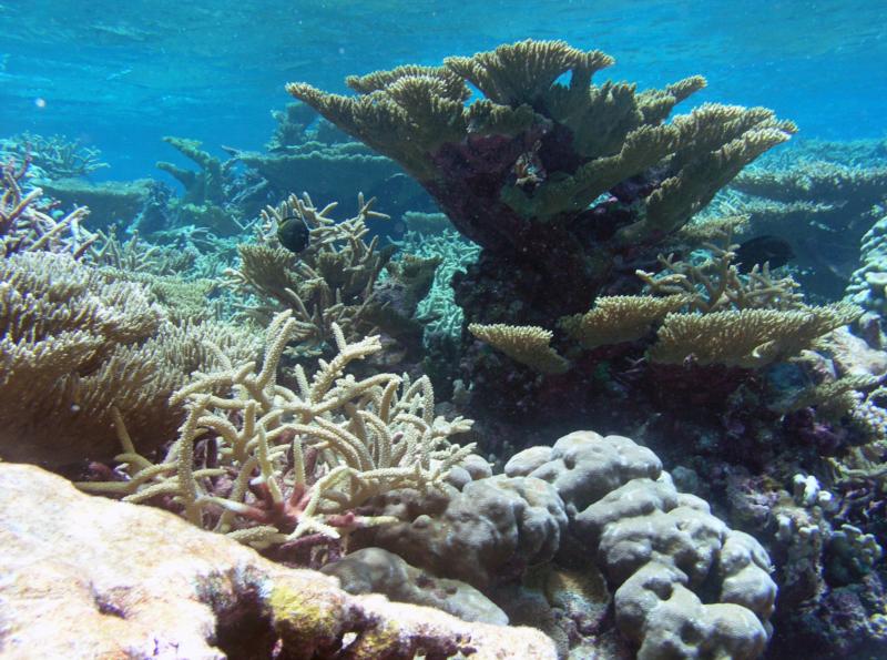 Tortugonias Reef, Palmyra Atoll - Tortugonias view
