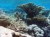 Tortugonias Reef, Palmyra Atoll - Tortugonias view