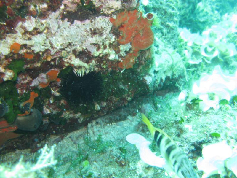 Torre Inserraglio - underwater landscape