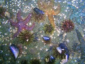 Ann Coleman - Ann Coleman Wall Underwater Trail