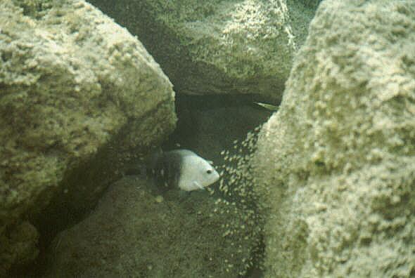 Chalk Bluff on the Nueces River - Chalk Bluff Fish