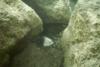 Chalk Bluff Fish - badintexas