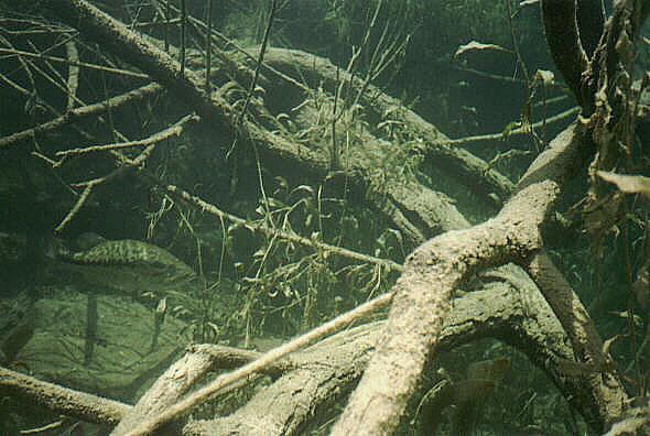 Chalk Bluff on the Nueces River - Chalk Bluff Fish