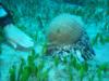 Liamis - Sea Snail